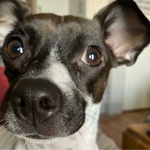 Meet your Posher, Tripp